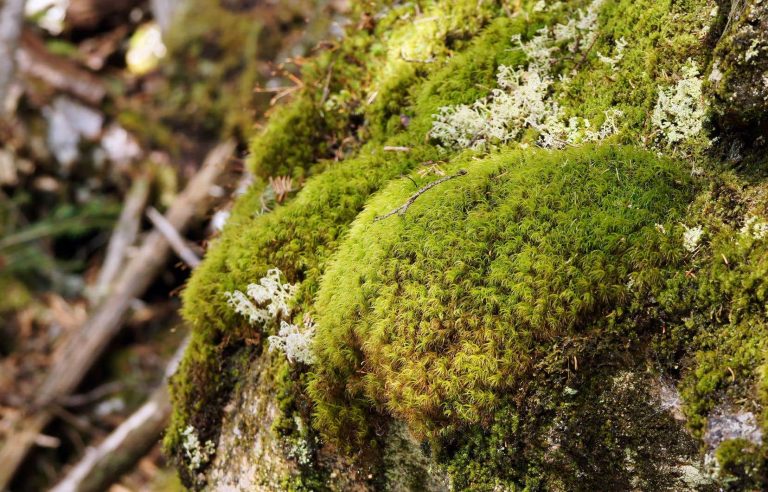 What is the carbon sequestration potential of Quebec’s forests?