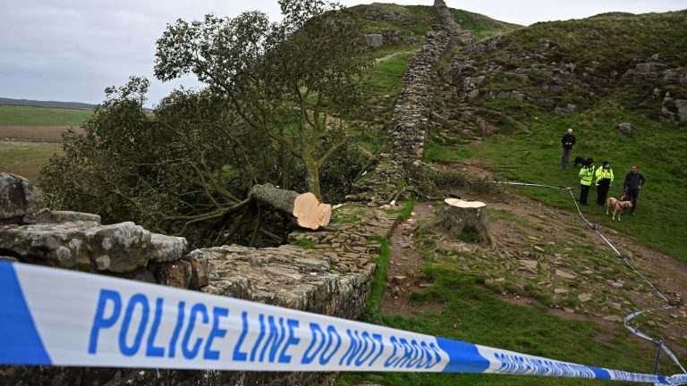 a 16-year-old teenager taken into police custody after cutting down a century-old tree, symbol of the country