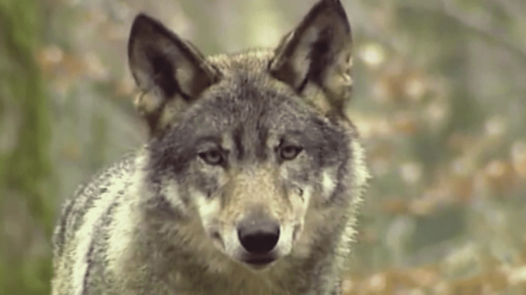 a new wolf plan against herd attacks