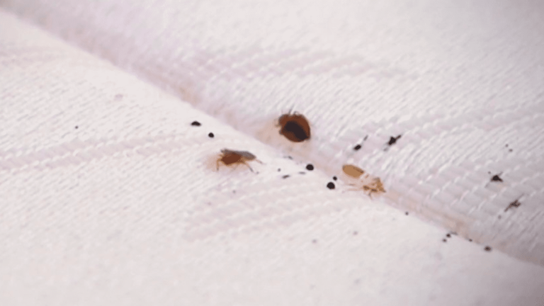 as the 2024 Olympics approach, the proliferation of bedbugs worries