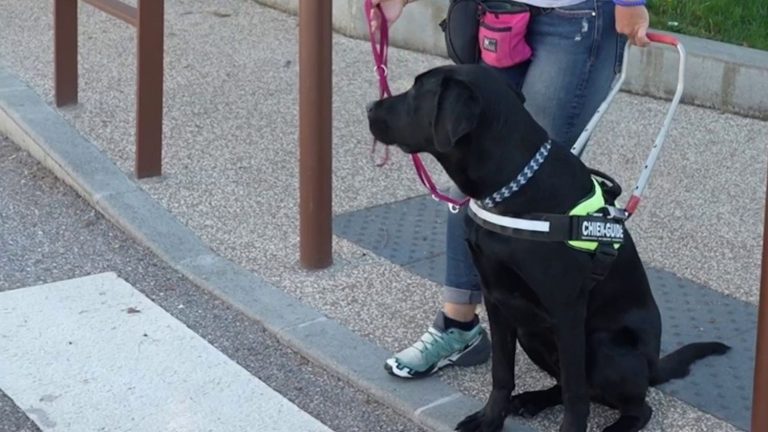 at the guide dog school