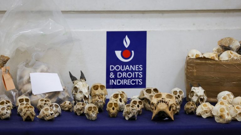 customs warns of monkey skull trafficking