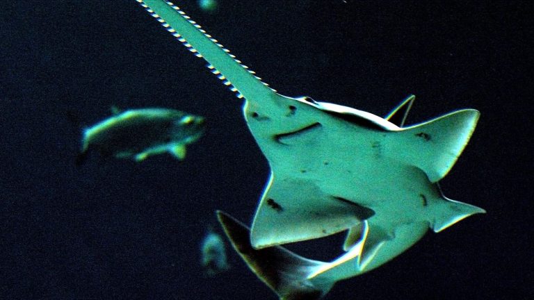 for the first time scientists will try to breed sawfish in an aquarium