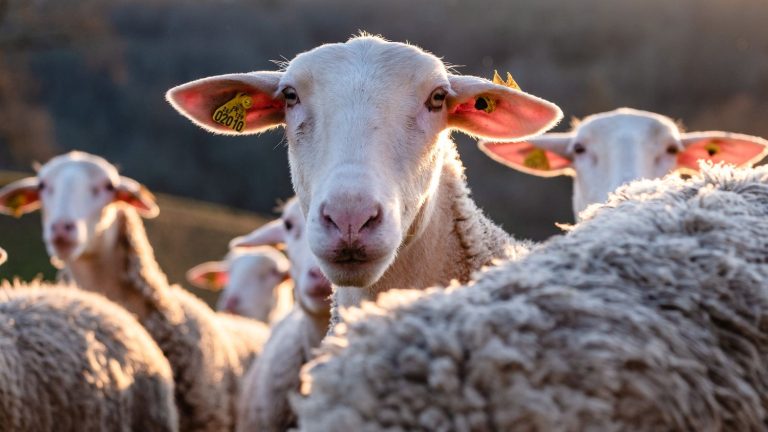 in Greece, a flock of sheep devours 300 kg of medical cannabis