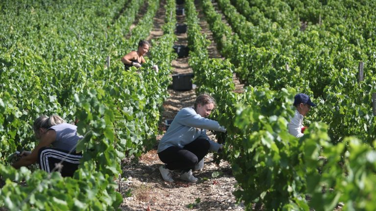 the Reims public prosecutor’s office opens an investigation after the death of a grape picker, heat suspected