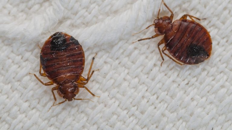 the eternal return of bedbugs