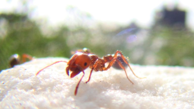 the fire ant feared for its painful stings settles in Europe