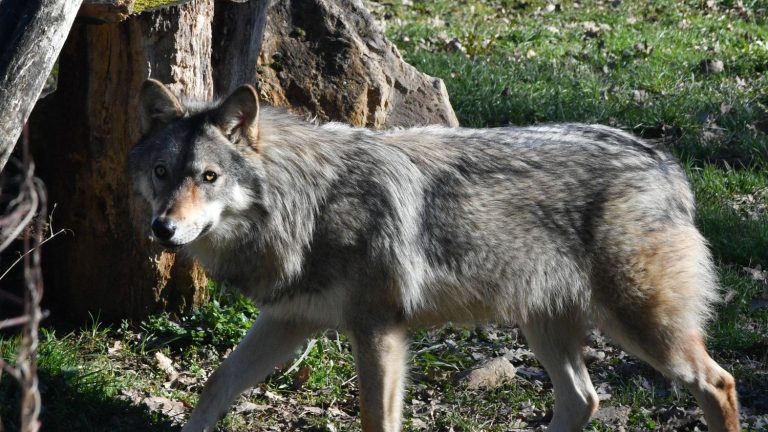 the government’s difficult equation to reconcile wolf protection and breeding