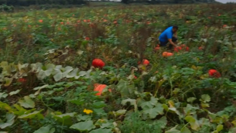 theft of fruit and vegetables in the open field