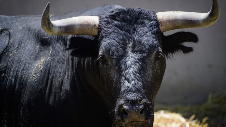 two wandering bulls cause the interruption of flights at Annecy airport for 5 hours