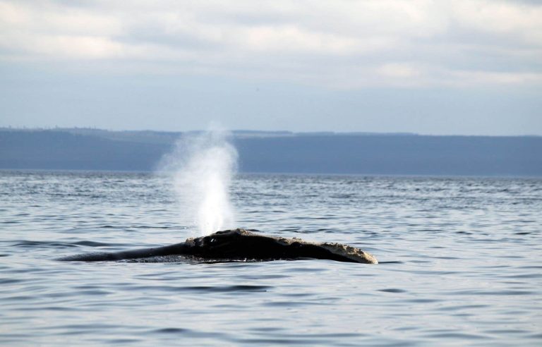 Groups call for emergency rules to protect North Atlantic right whales