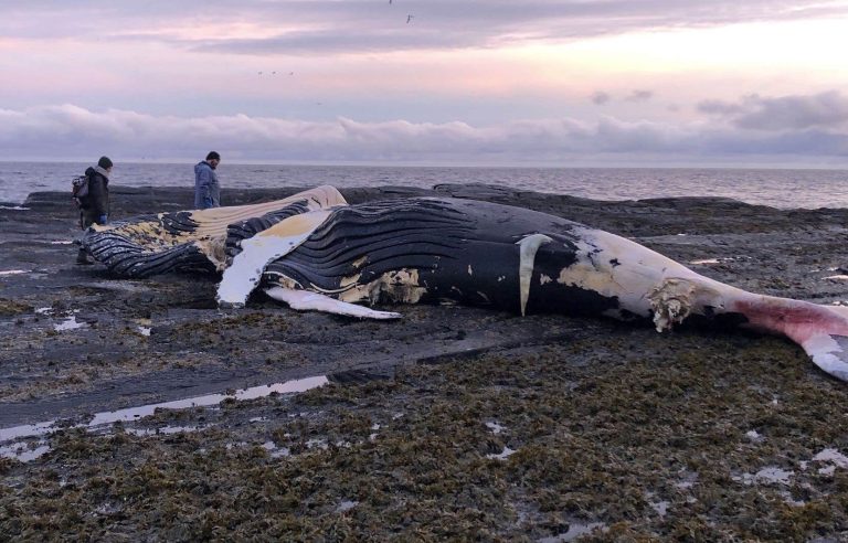 A humpback whale washes up in Gaspésie