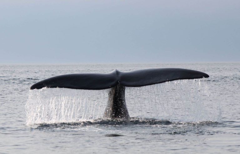 After years of decline, the right whale population appears to be stabilizing