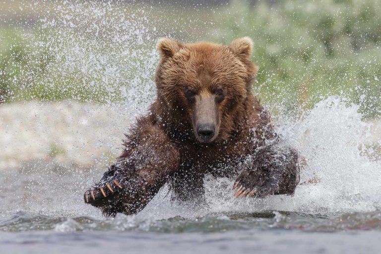 Alberta |  Two dead in bear attack at Banff National Park