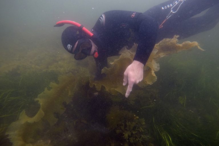 Algae harvesting in the St. Lawrence |  “Every harvest could send us to court”