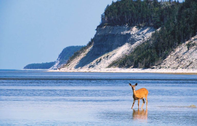 “Anticosti.  450 million years of life”: story of a love shock