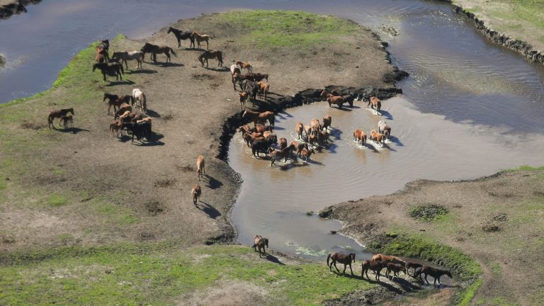 Australia to resume shooting wild horses by helicopter