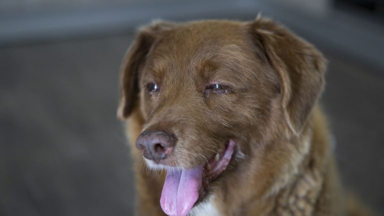 Bobi, the world’s oldest dog according to Guinness World Records, dies at 31