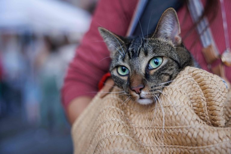 Cat allergy |  A vaccine being tested in humans