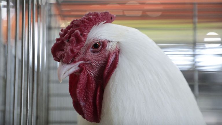 Chickens genetically modified to resist bird flu