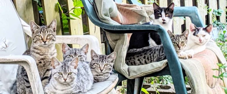 Citizens want their initiative to sterilize Montreal’s stray cats to produce babies