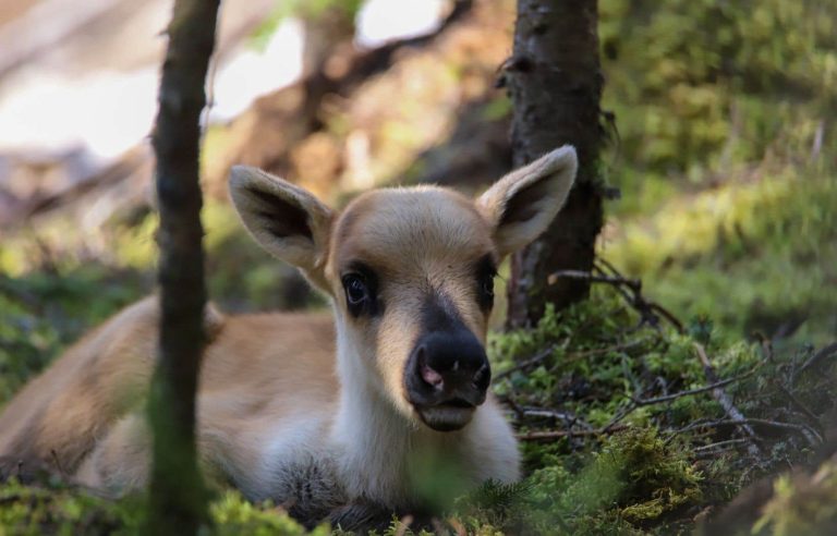 Clash between government experts and developers over wind turbines in Charlevoix caribou habitat