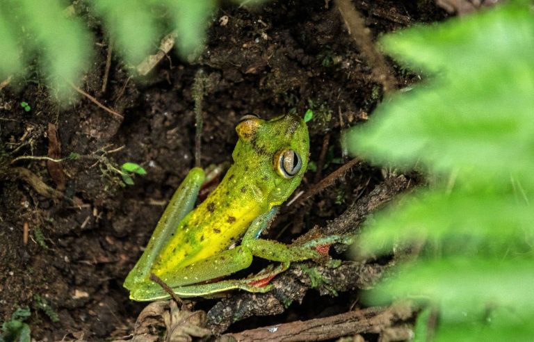 Climate change poses a major threat to amphibians