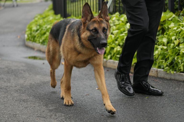 Commander, the Biden biting dog, has left the White House