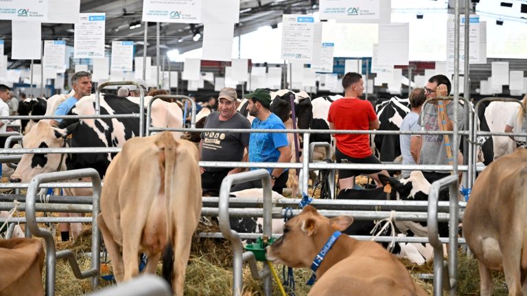 EELV in seduction operation among the rural world, at the Livestock Summit