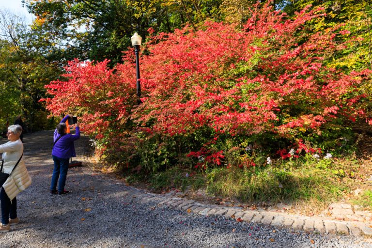 Fall colors are altered by climate change