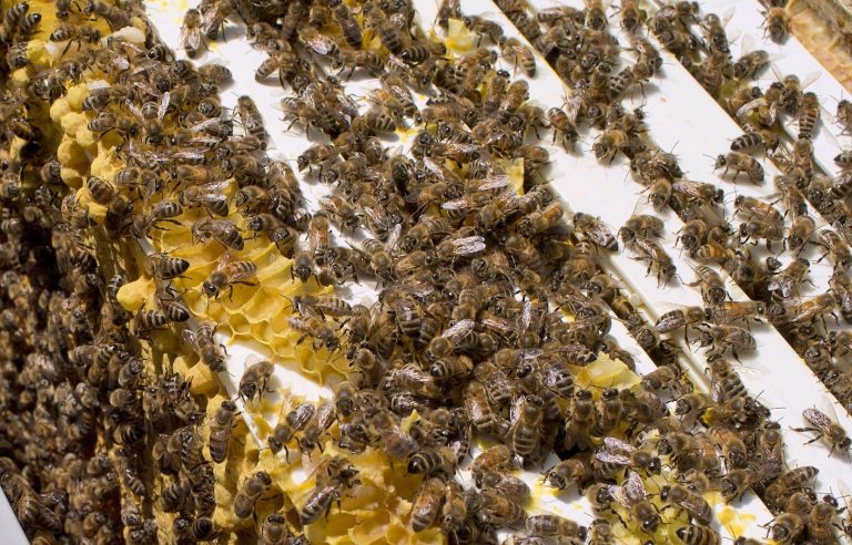 First vaccine for bees approved in Canada