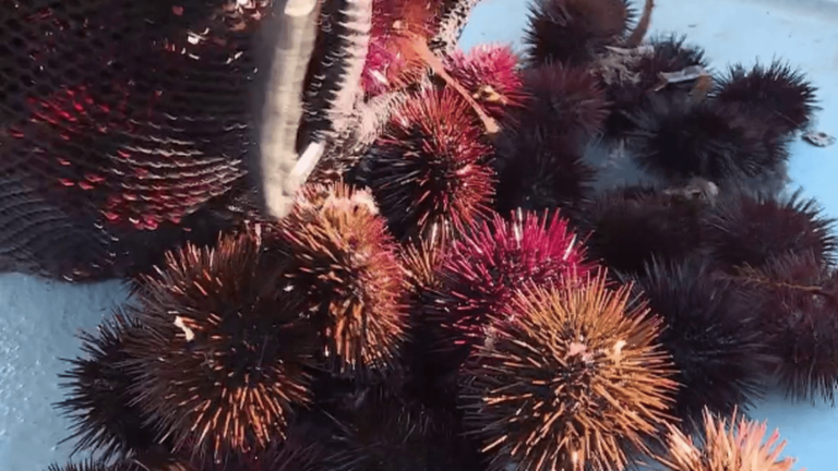 Fishing: new quotas for sea urchins