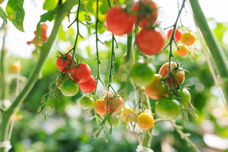 Food inflation |  Predicting the price of tomatoes when planting them