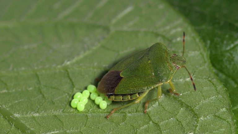 Franceinfo advice.  After bedbugs… Watch out for green bugs this fall!