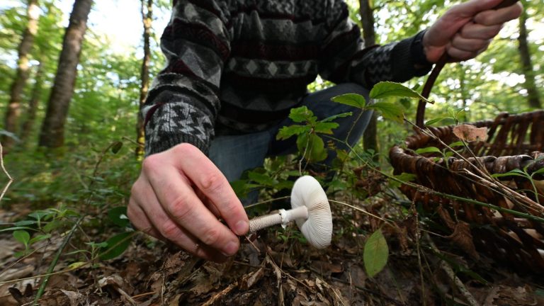 Franceinfo advice.  Porcini mushroom, chanterelle, morel… How to recognize a mushroom and avoid poisoning