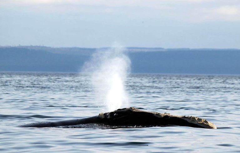 Groups call for emergency rules to protect North Atlantic right whales