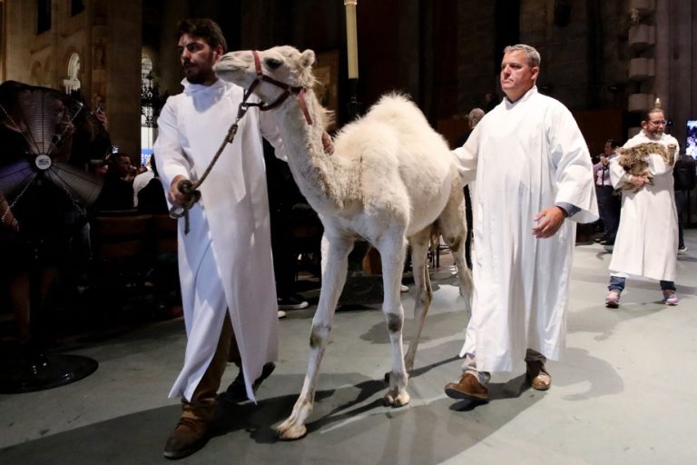 Hundreds of animals blessed at New York Cathedral