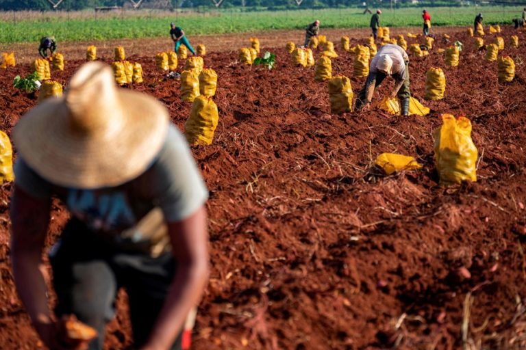 In Cuba, always more imported foodstuffs than cultivated foods