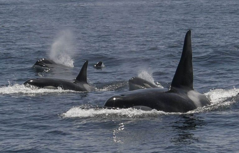 Killer whales observed on the North Shore