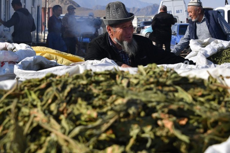 Kyrgyzstan |  Chewing tobacco that poisons the economy and health