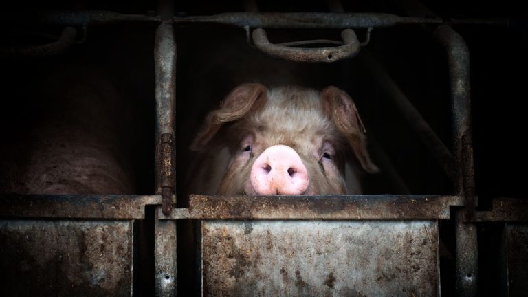 Live castration, crushed remains… An investigation opened against a pig farm in the Marne denounced by L214