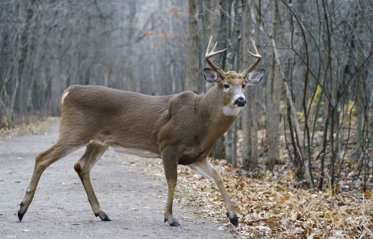 Longueuil can proceed with the slaughter of deer at Michel-Chartrand Park