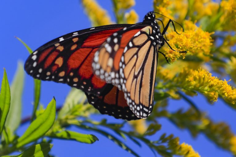 Pointe-Claire |  At least 35 endangered species live in Fairview Forest, new study finds