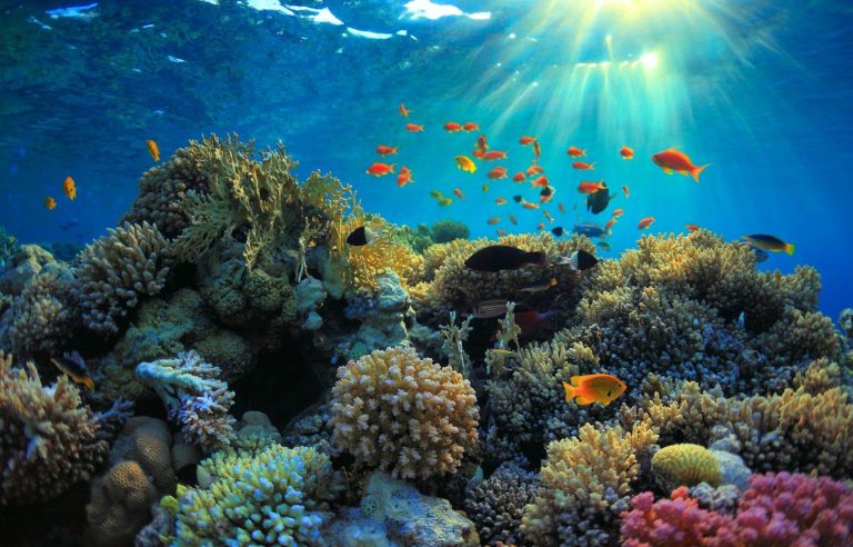 Seeking $12 billion to save coral reefs