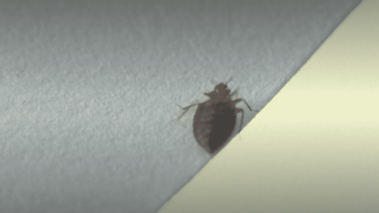 TRUE OR FALSE.  Are bedbugs as present in homes as the media?