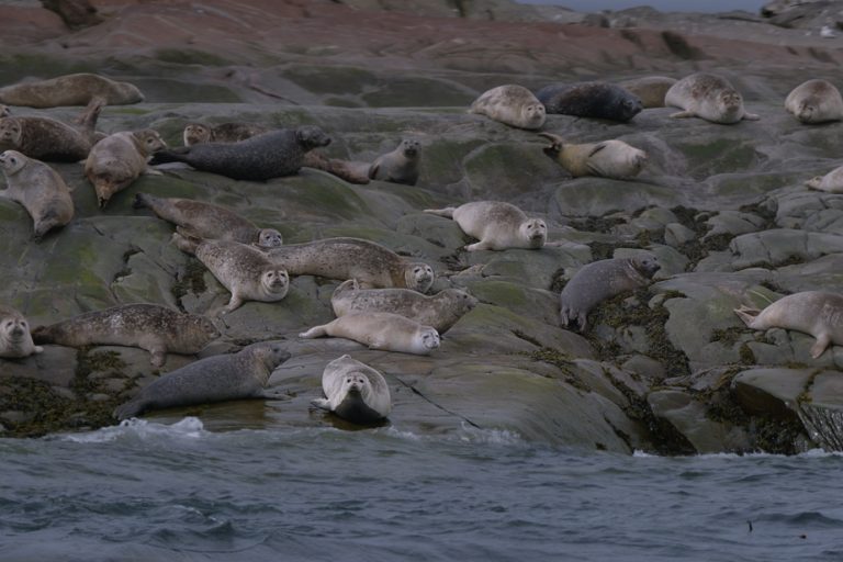 The documentary of the week |  Seal on the menu: are you ready to eat seal?