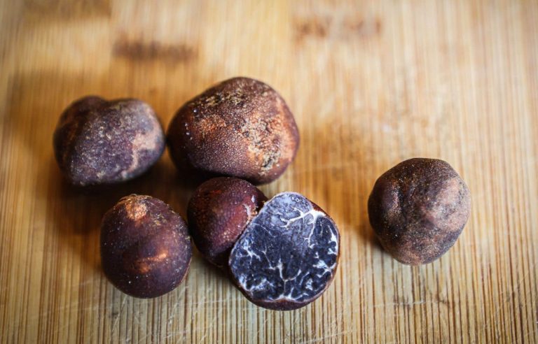 The truffle harvest in the eyes of Marie-France Coallier