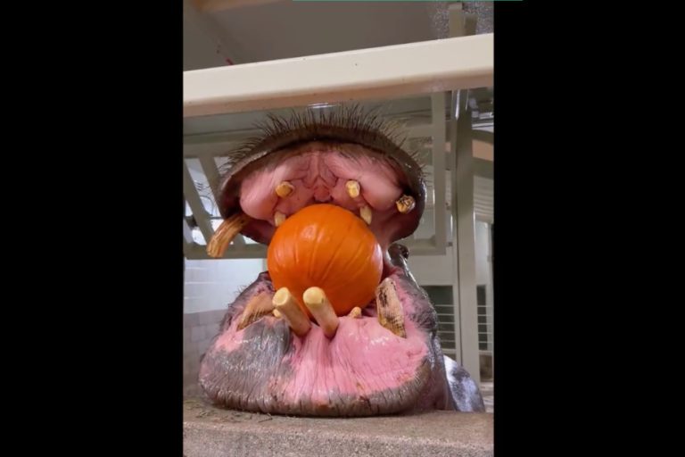 Toledo Zoo |  To celebrate Halloween, a hippopotamus feasts on a pumpkin