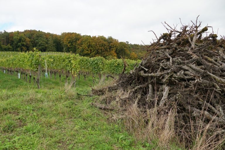 Vineyards reluctantly talk about uprooting vines