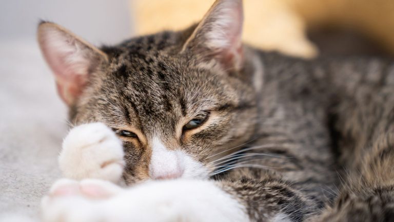 We finally know how cats purr